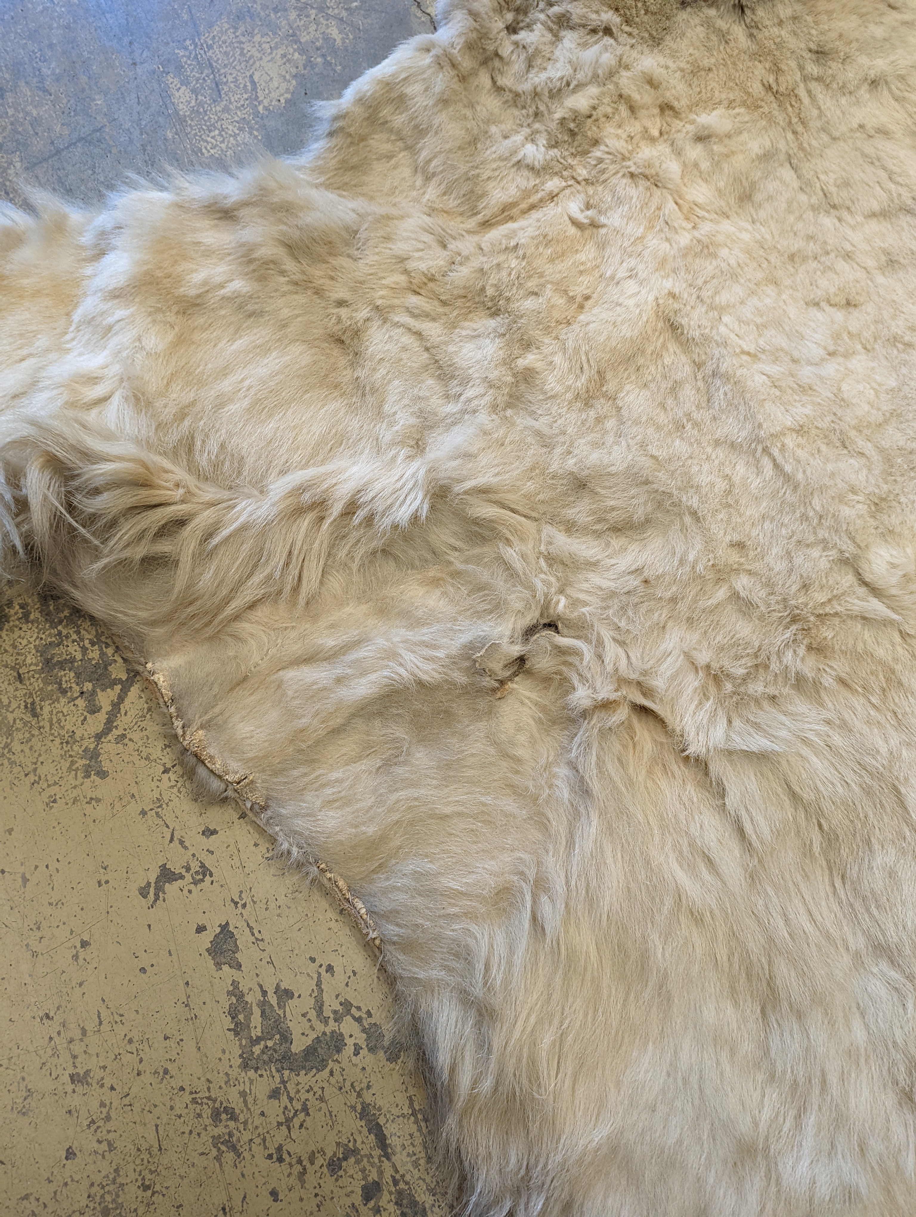 Taxidermy, Polar bear skin (Yrsus Maritimus), a large adult skin rug with head mount, mouth open, pads with claws, backed onto canvas, nose to tail approx. 260cm